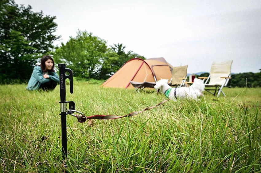 Sherwood Forest Camping: All you need to know