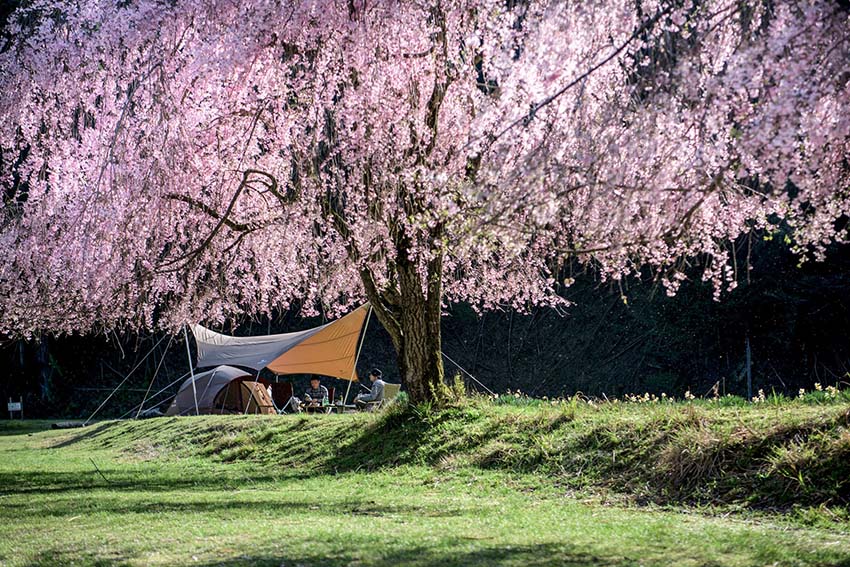 Sakura ~ Cherry Blossom
