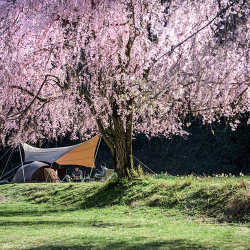 Sakura ~ Cherry Blossom