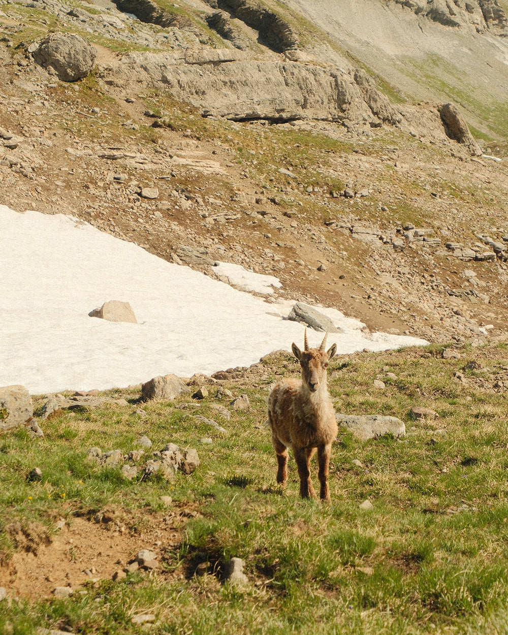Mountain Goat, Around Mont Blanc