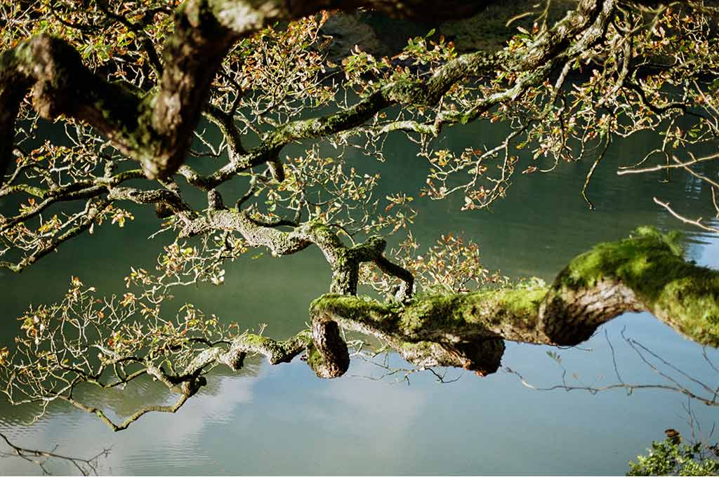 The Forest and the Sea - Snow Peak UK