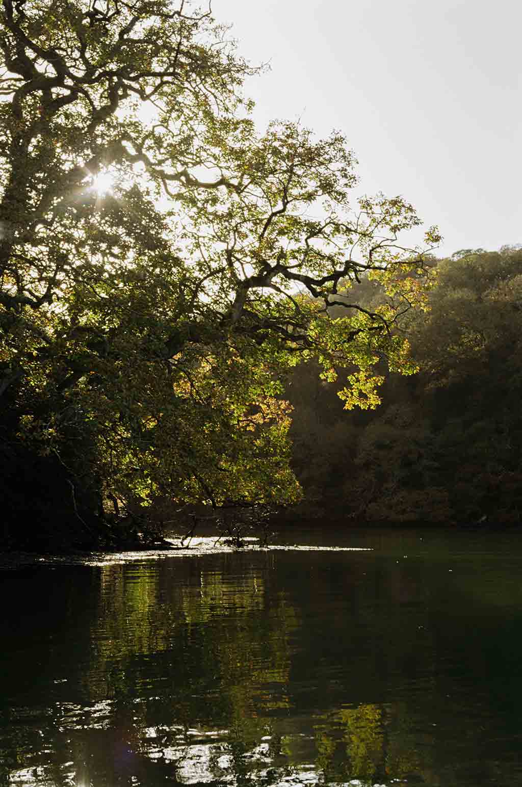 The Forest and the Sea - Snow Peak UK