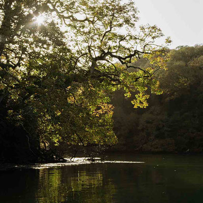 The Forest and the Sea - Snow Peak UK
